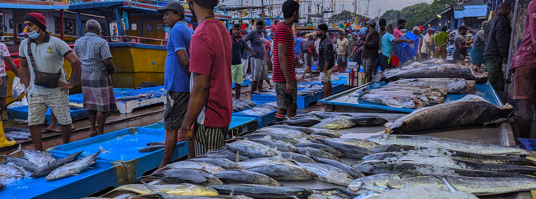 Negombo Fish Market