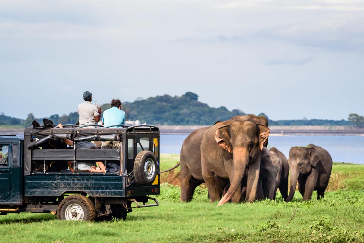 Safari from Galle