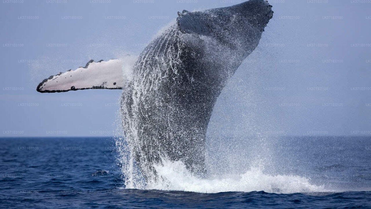 Whale Watching from Mirissa