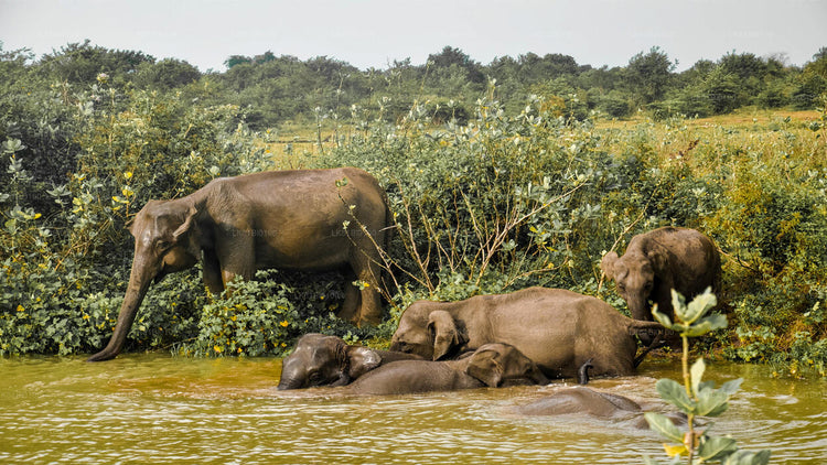 Safari from Kandy