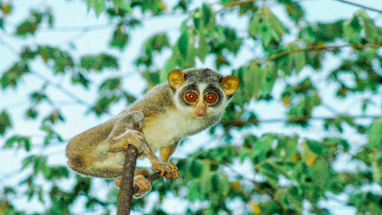 Loris Watching from Yala