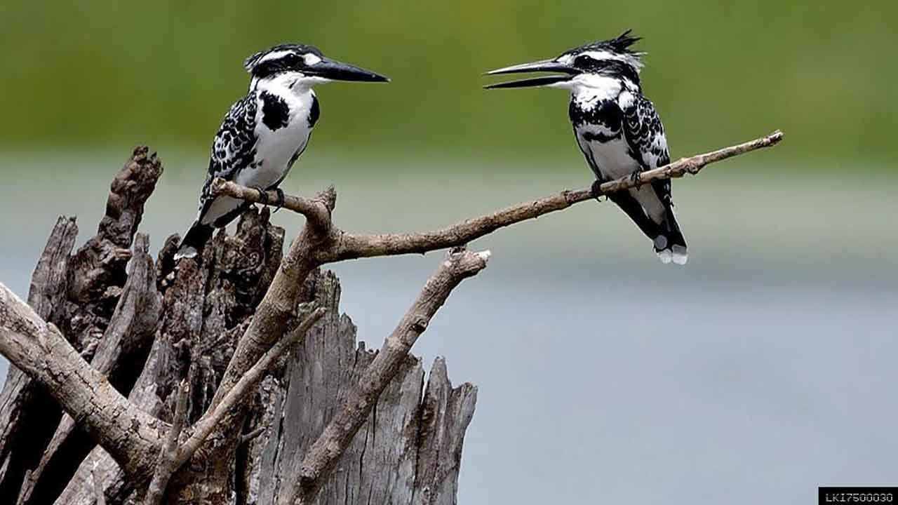 Birdwatching from Habarana