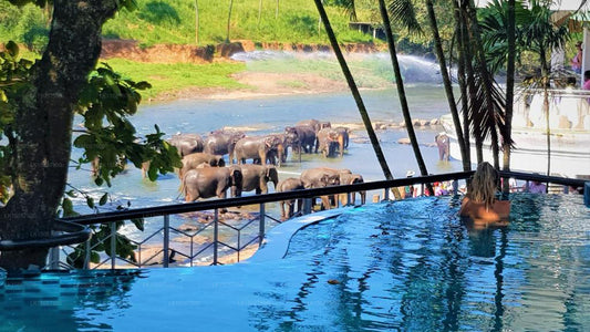 Hotel Elephant Park, Pinnawala