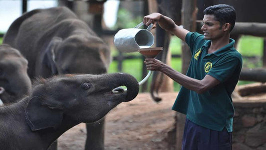 Udawalawe National Park Safari with Elephant Transit Home Visit