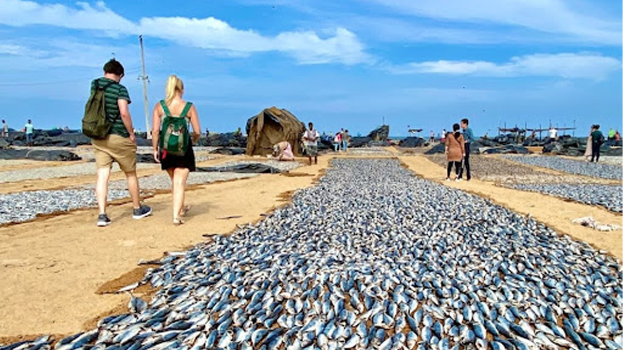 Muthurajawela and Dutch Canal Boat Ride with Negombo City Tour from Colombo