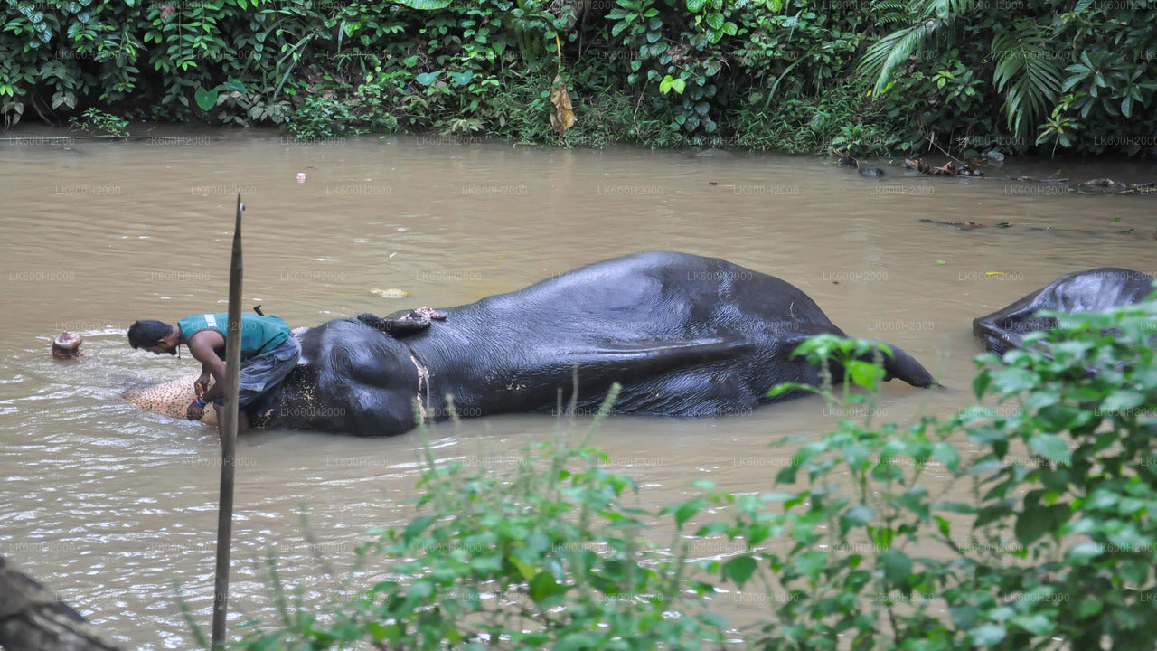 Millennium Elephant Foundation Visit from Kitulgala