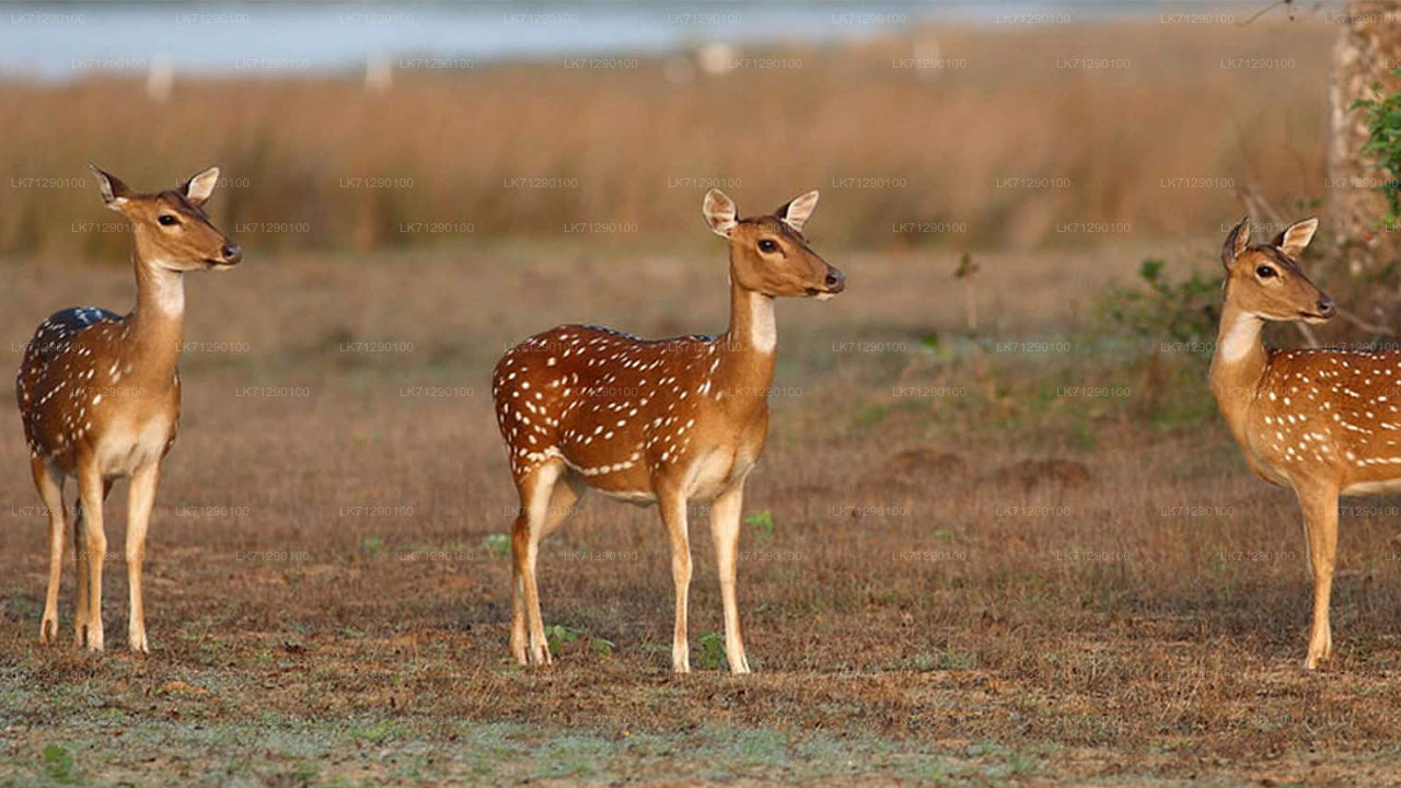 Wilpattu National Park Entrance Tickets