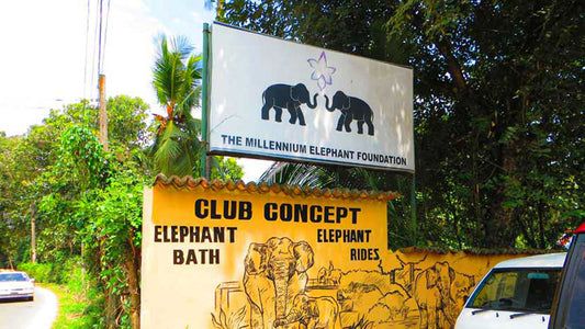 Millennium Elephant Foundation Entrance Tickets