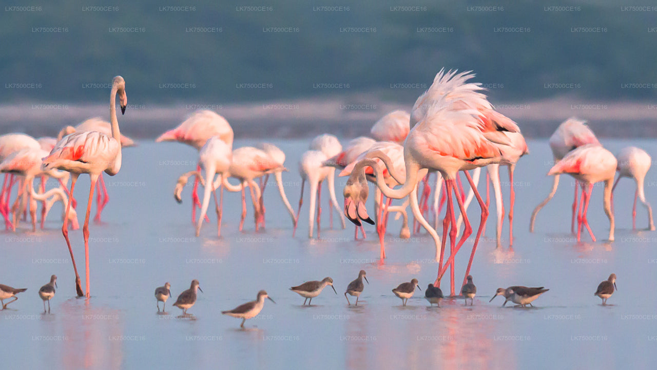 Flemingo watching from Mannar