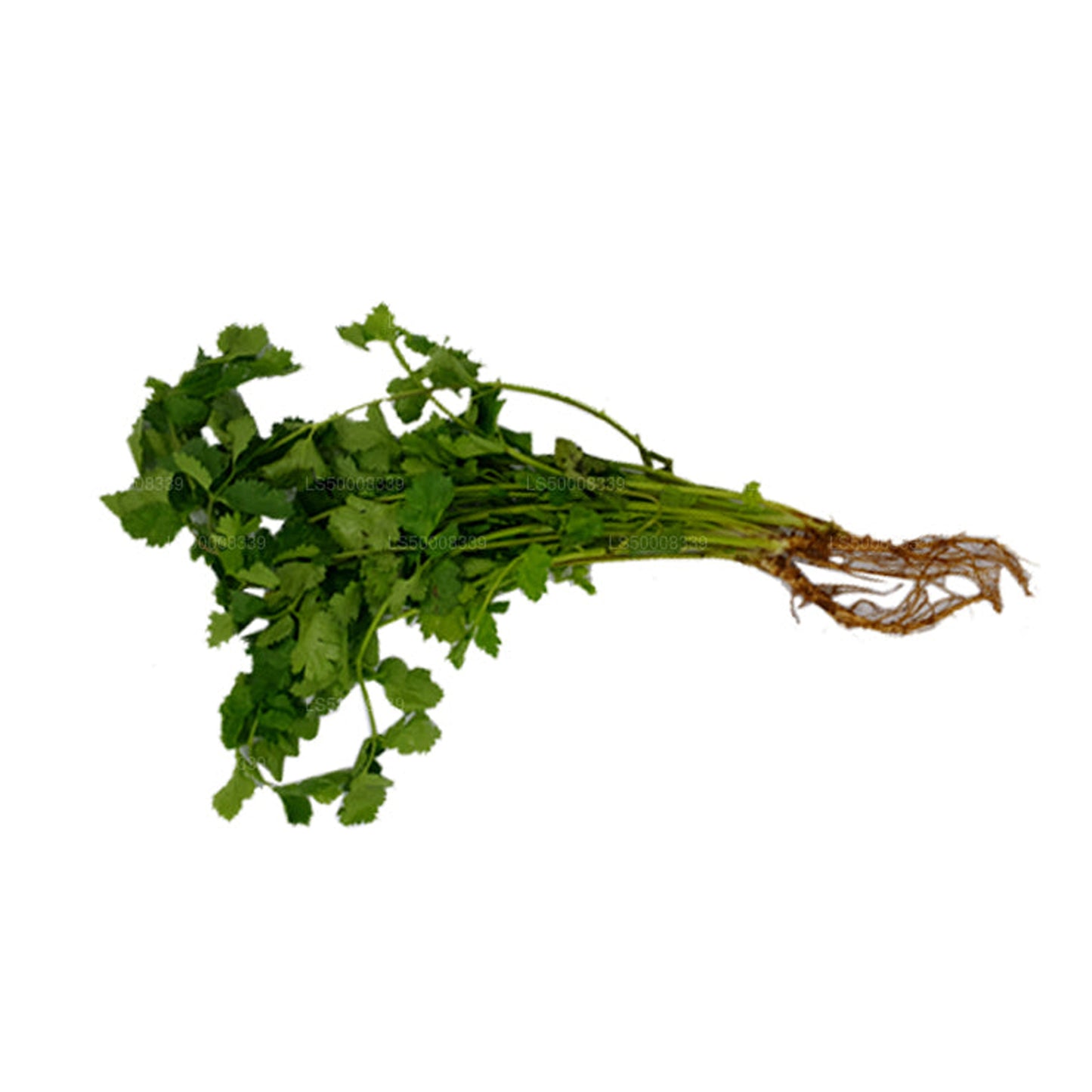 Coriander Leaves (කොත්තමල්ලි කොළ) (100g)