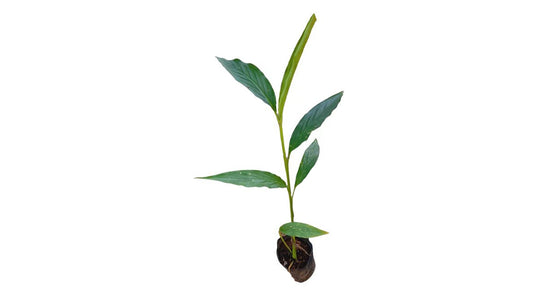 Cardamom (එනසාල්) Spice Plants