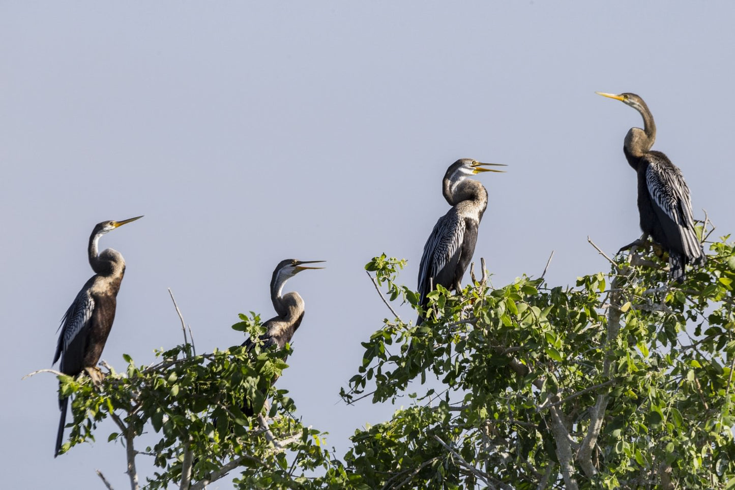 Wild Wonders and Hidden Temples from Bentota (2 Days)