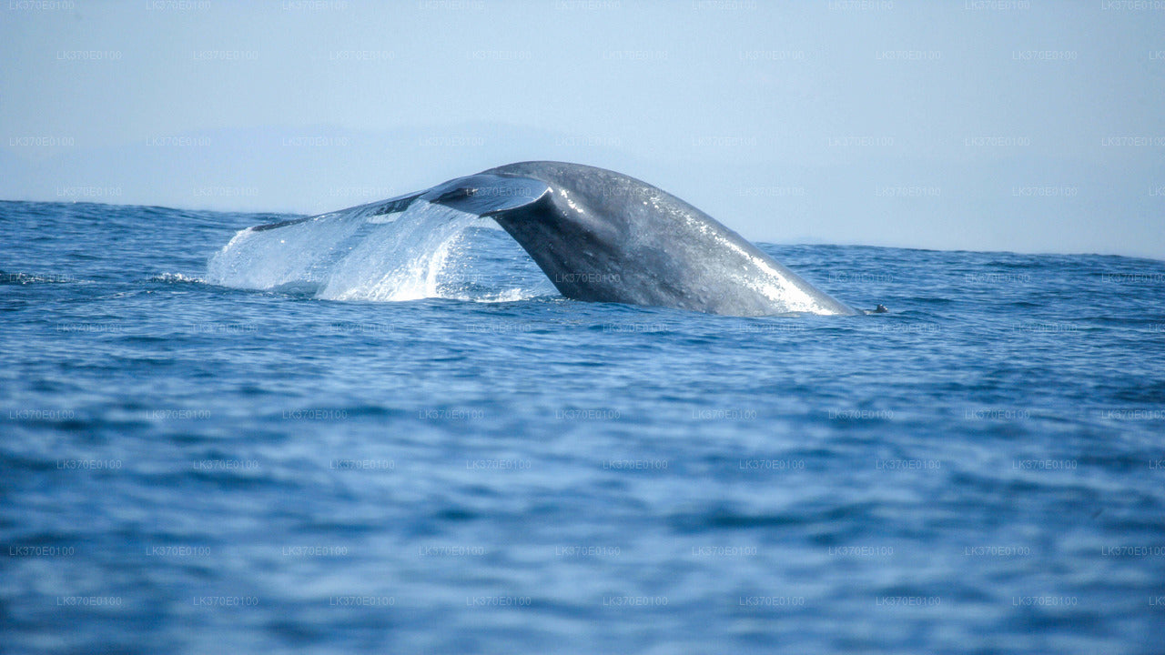 Whale Watching Boat Tour from Beruwala