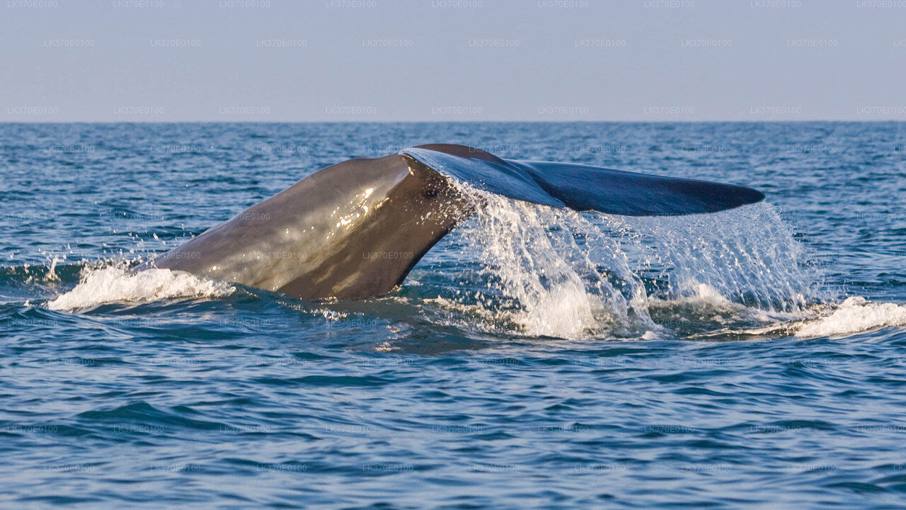 Whale Watching Boat Tour from Beruwala