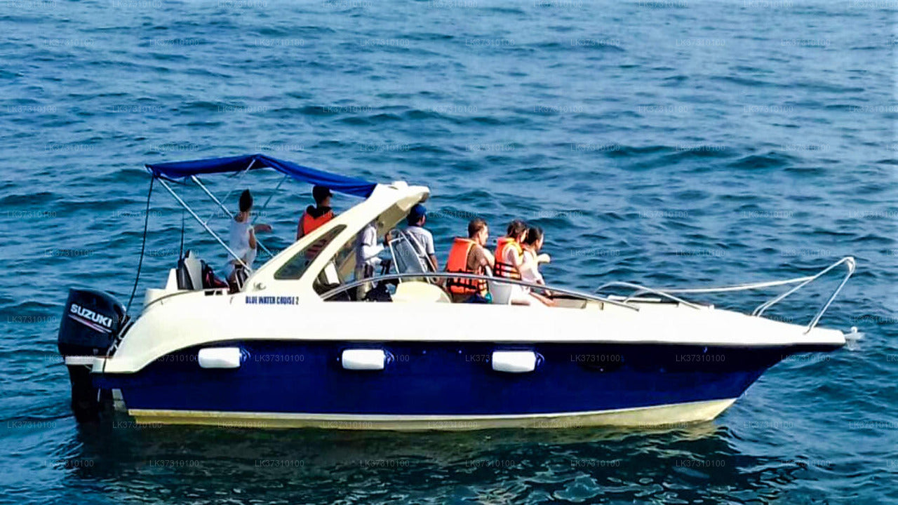 Whale Watching Boat Tour from Ahangama