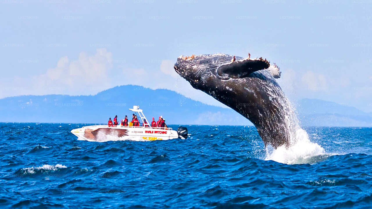 Whale Watching Boat Tour from Balapitiya