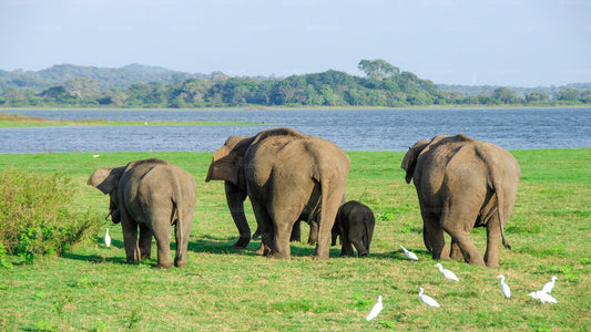 Minneriya National Park Private Safari from Sigiriya
