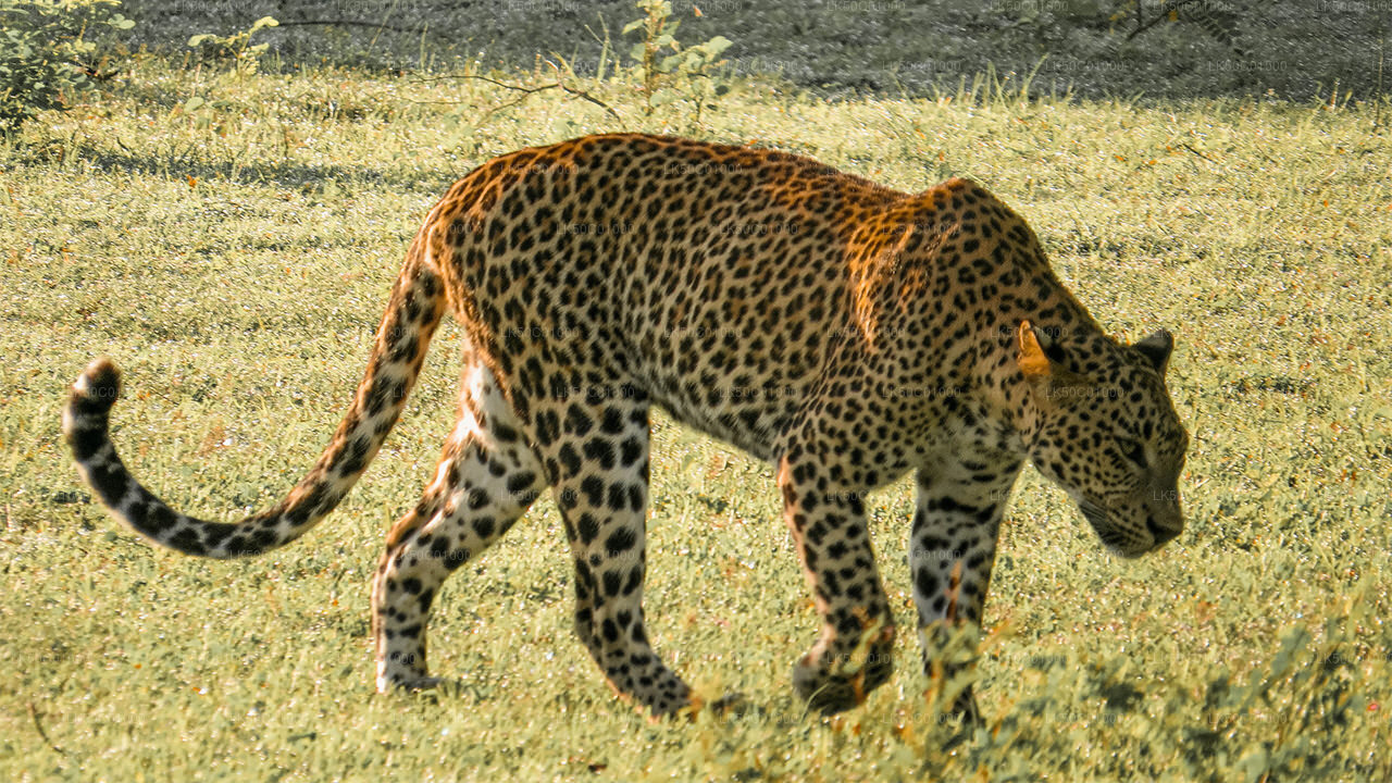 Yala National Park Private Safari