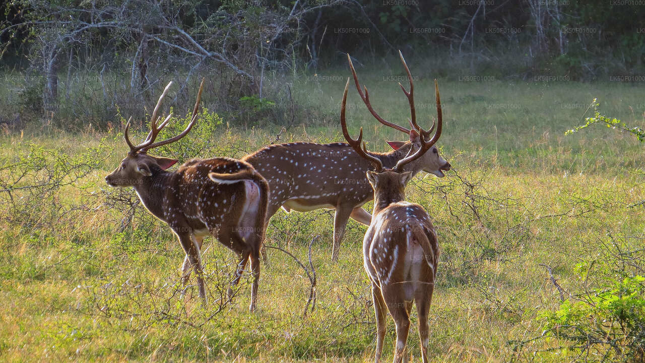 Wilpattu National Park Private Safari