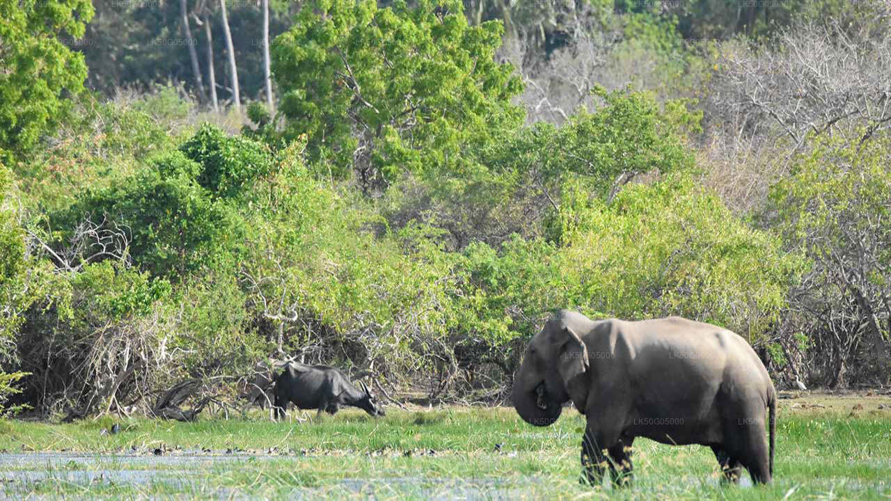 Kumana National Park Safari from Arugam Bay