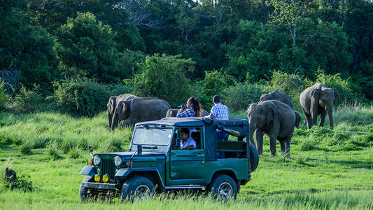 Bundala National Park Private Safari