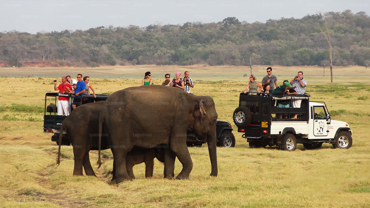 Wasgamuwa National Park Private Safari with Naturalist