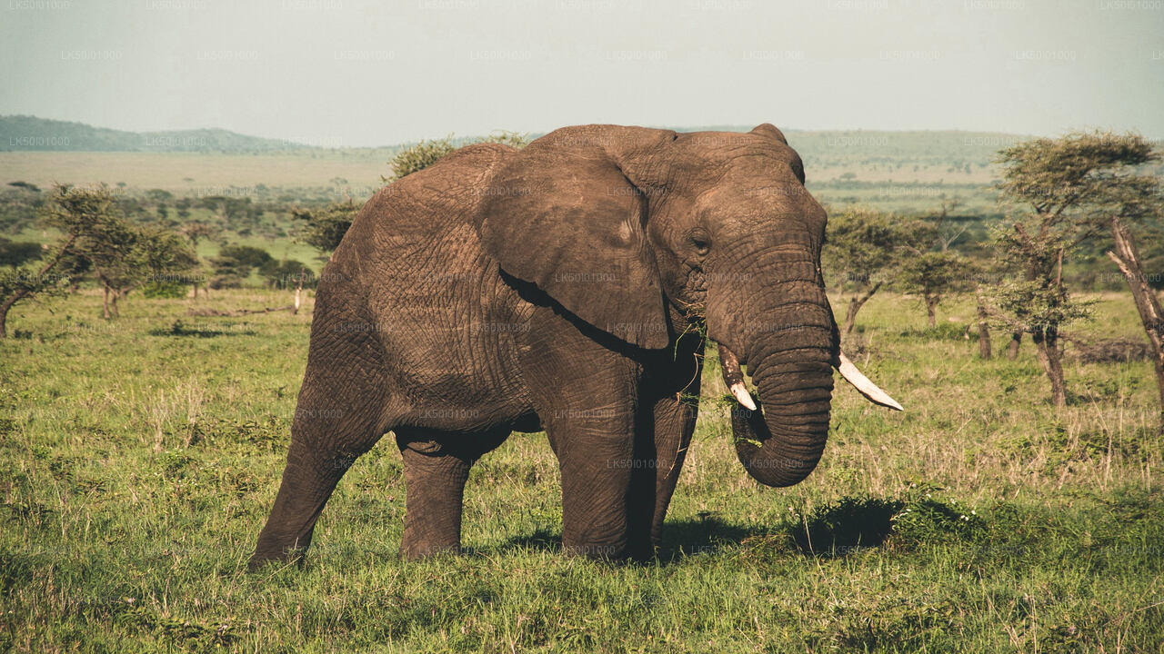 Wasgamuwa National Park Private Safari with Naturalist