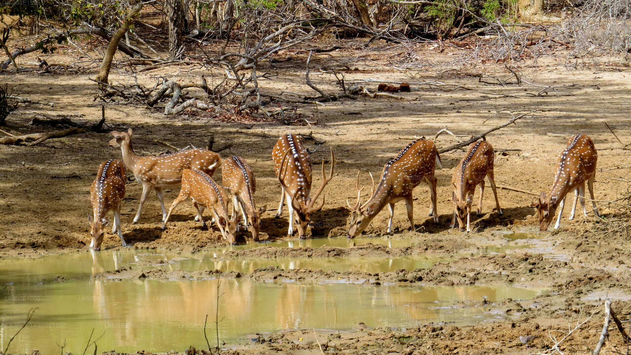 Yala National Park Safari from Beruwala