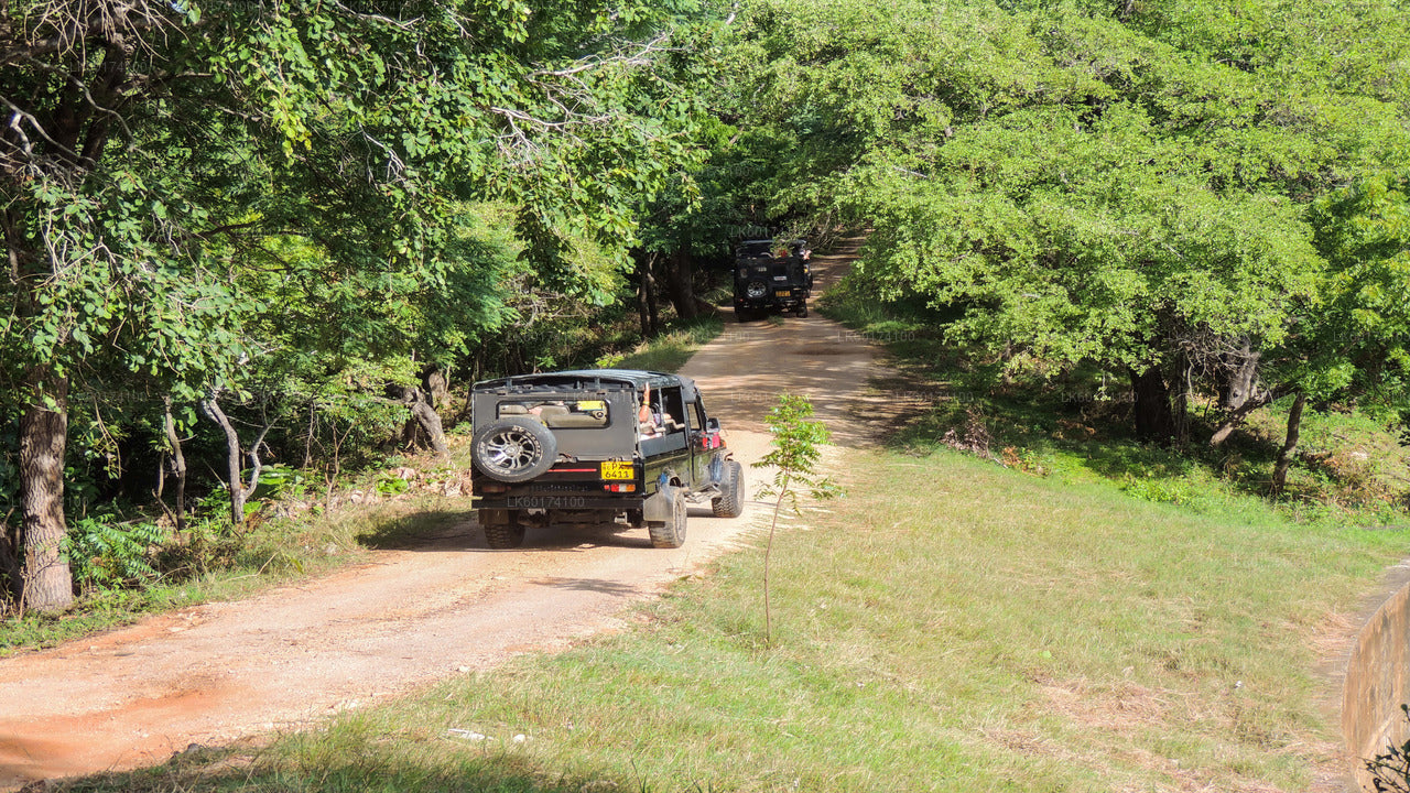 Kaudulla National Park Safari from Kandy