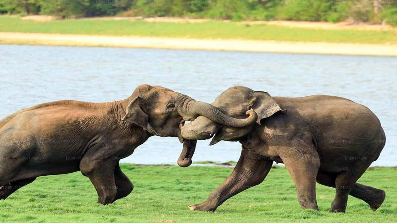 Hurulu Eco Park Safari from Kandy