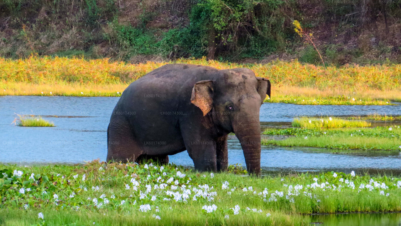 Wasgamuwa National Park Safari from Kandy