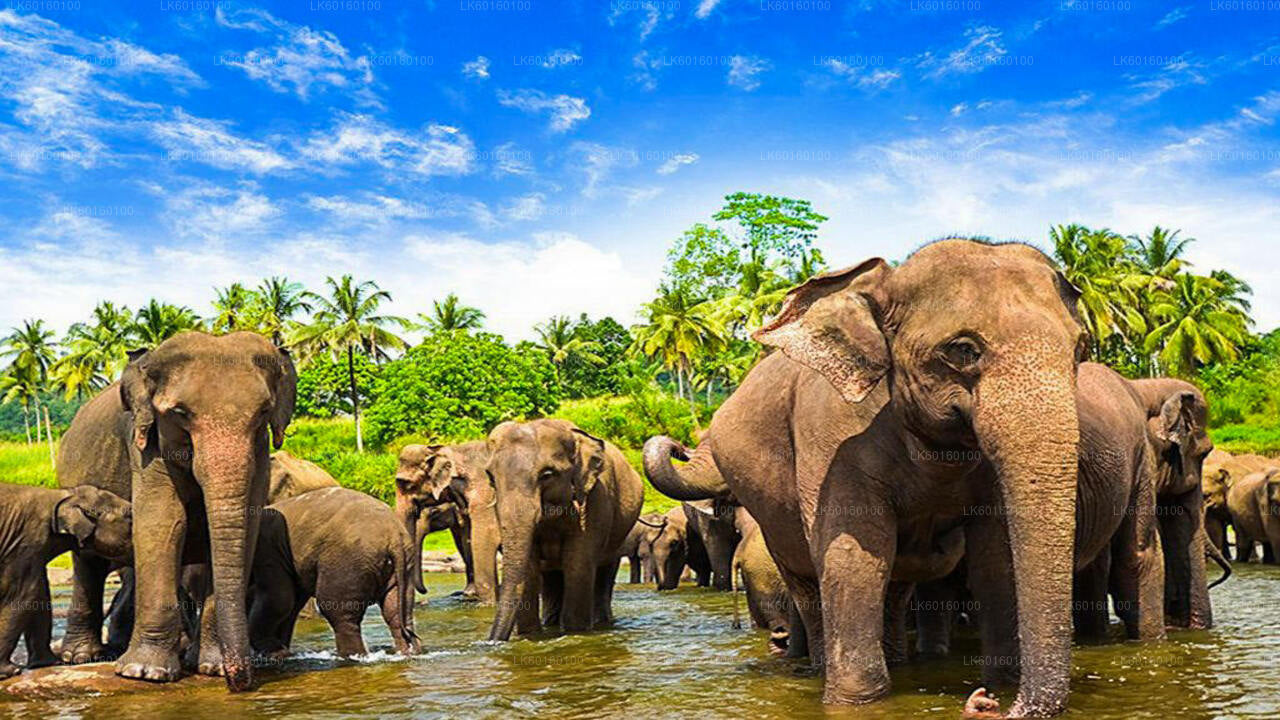 Pinnawala and Kandy Tour from Colombo