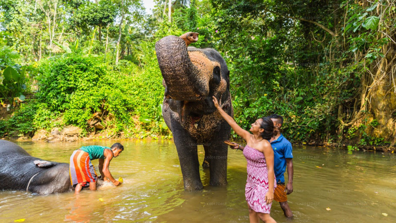 Millennium Elephant Foundation from Colombo