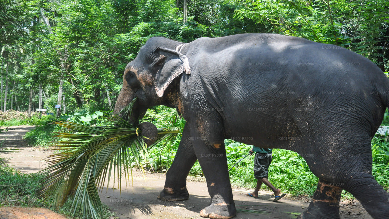 Millennium Elephant Foundation & Kandy From Negombo