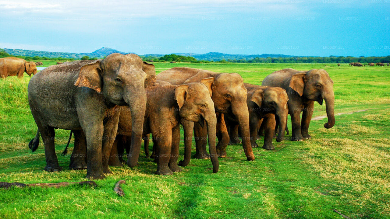 Sigiriya Rock and Wild Elephant Safari from Sigiriya