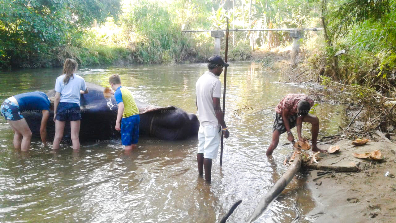 Elephant Back Safari from Habarana