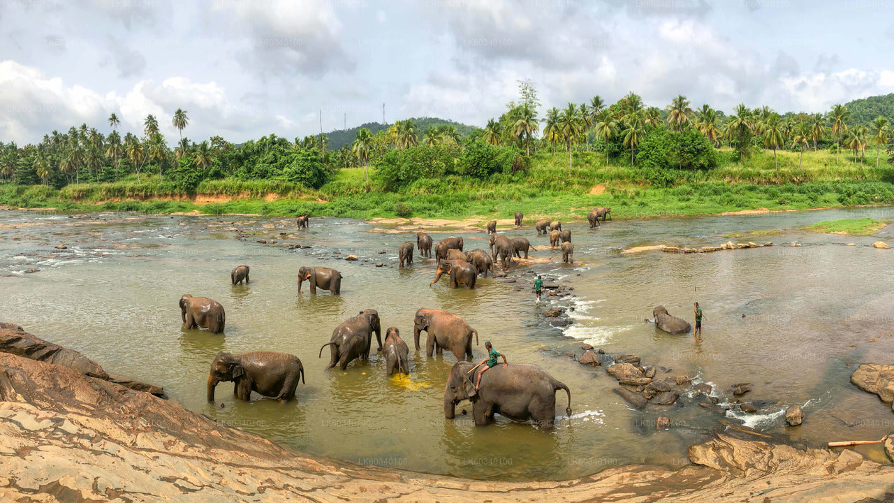 Pinnawala Elephant Orphanage from Panadura