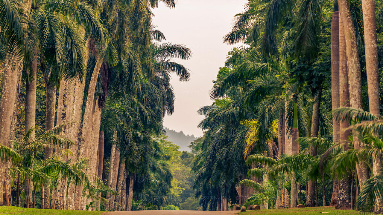 Kandy City Tour