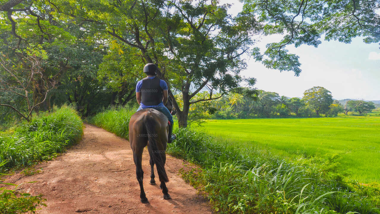 Horse Ride around a Village from Sigiriya