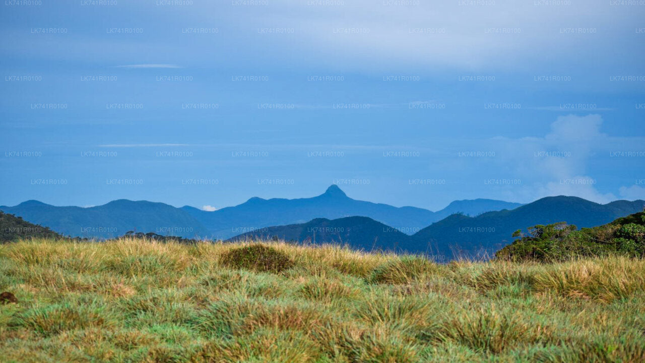 Horton Plains National Park Hike from Nuwara Eliya