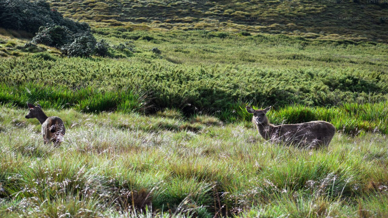 Horton Plains National Park Hike from Nuwara Eliya