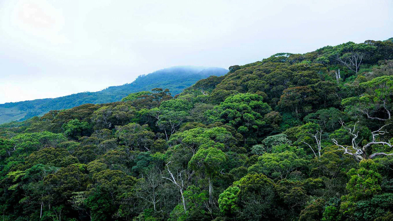 Sinharaja Rainforest Walk