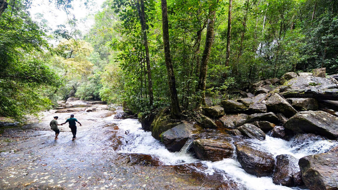 Sinharaja Rainforest Walk