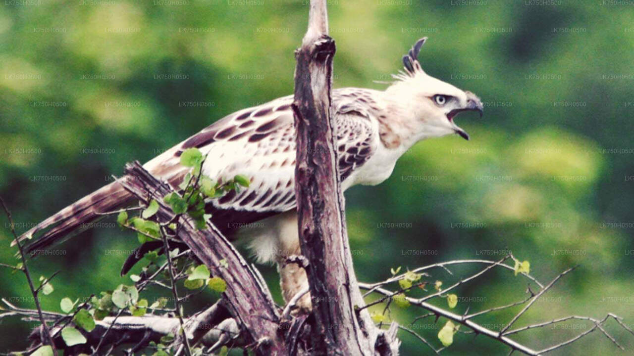 Birdwatching Safari in Udawalawe National Park from Colombo