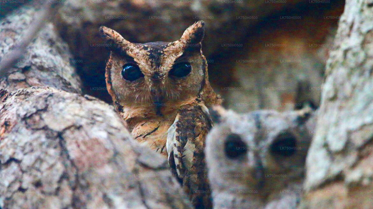 Birdwatching Safari in Udawalawe National Park from Colombo