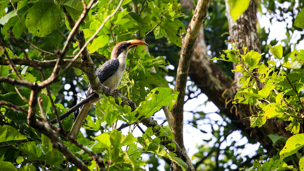 Birdwatching at Anawilundawa Sanctuary from Colombo