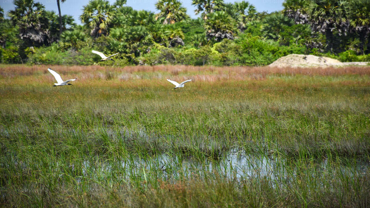 Birdwatching in Jaffna Lagoon