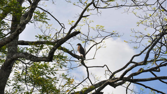 Birdwatching at Anawilundawa Sanctuary from Kalpitiya