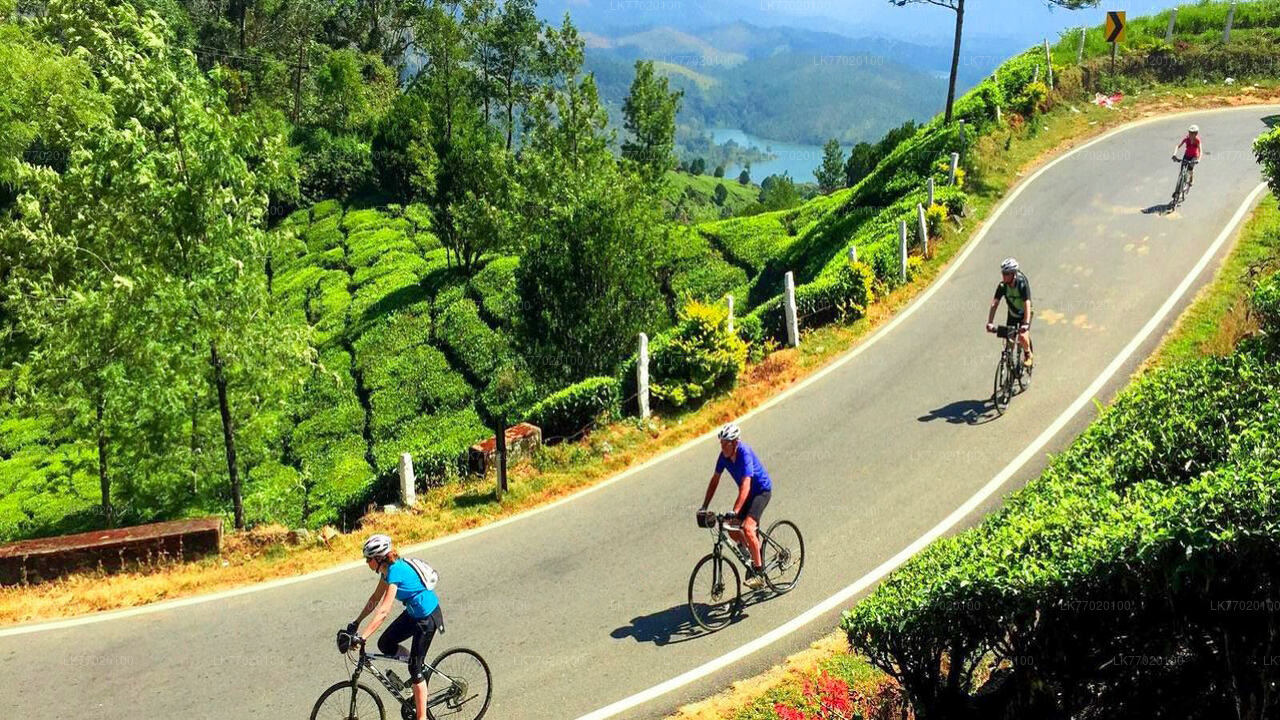 Tea Fields by Bicycle from Kandy
