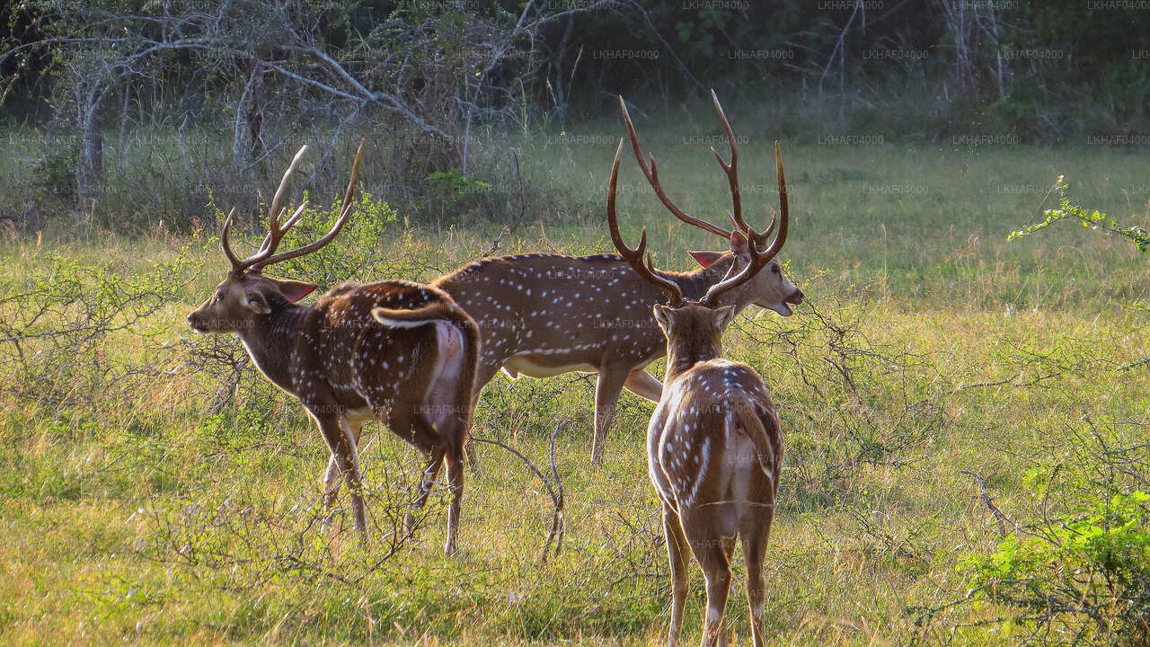 Wilpattu National Park Safari